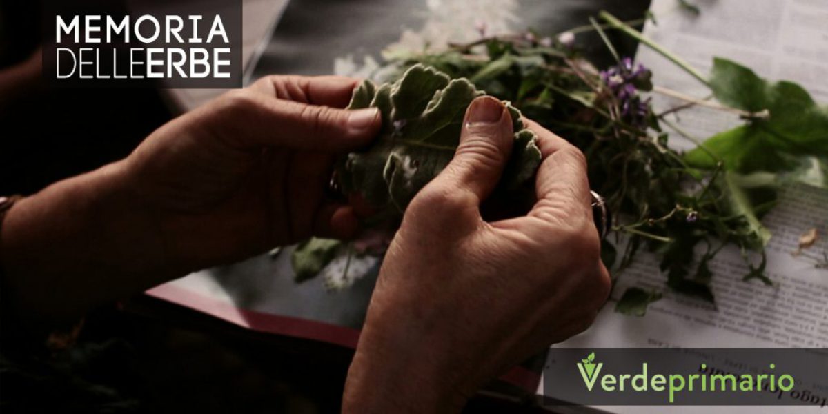 memoria delle erbe